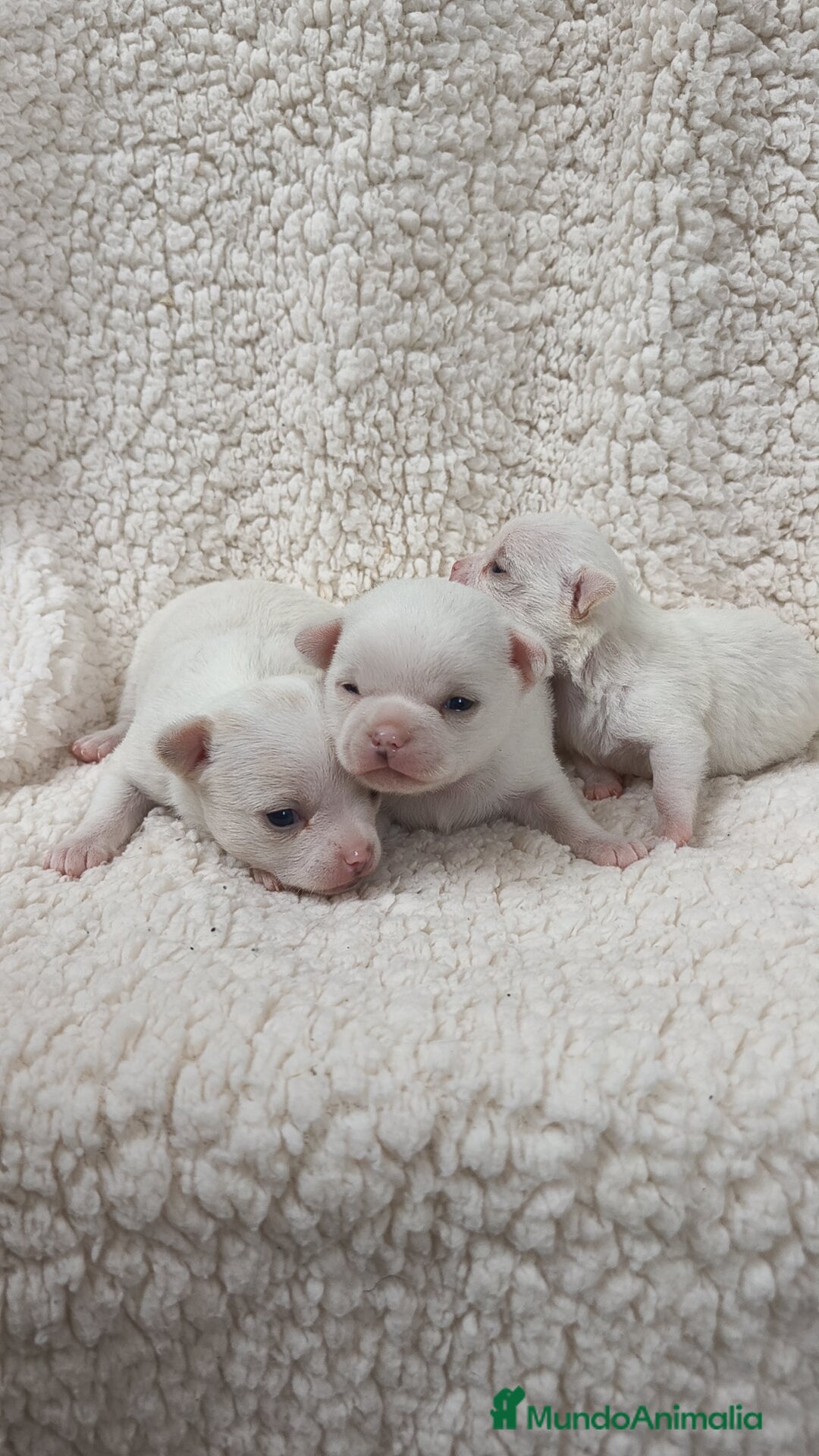 Chihuahua perros en venta: Chihuahua Blancos - Imagen 10