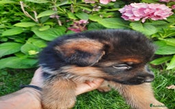 Pastor Alemán perros en venta: Pastores alemanes  - Imagen 6