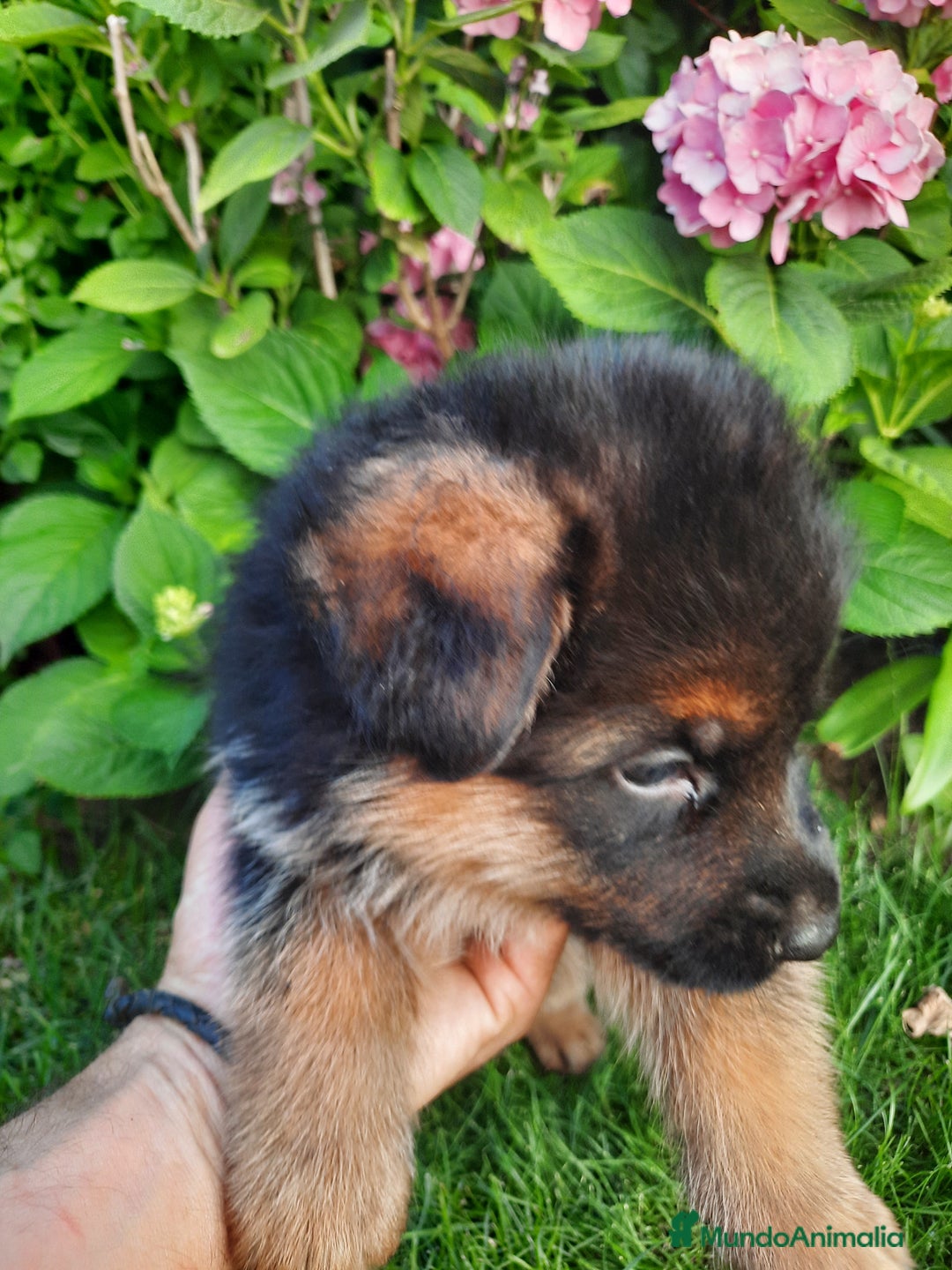 Pastor Alemán perros en venta: Pastores alemanes  - Imagen 6