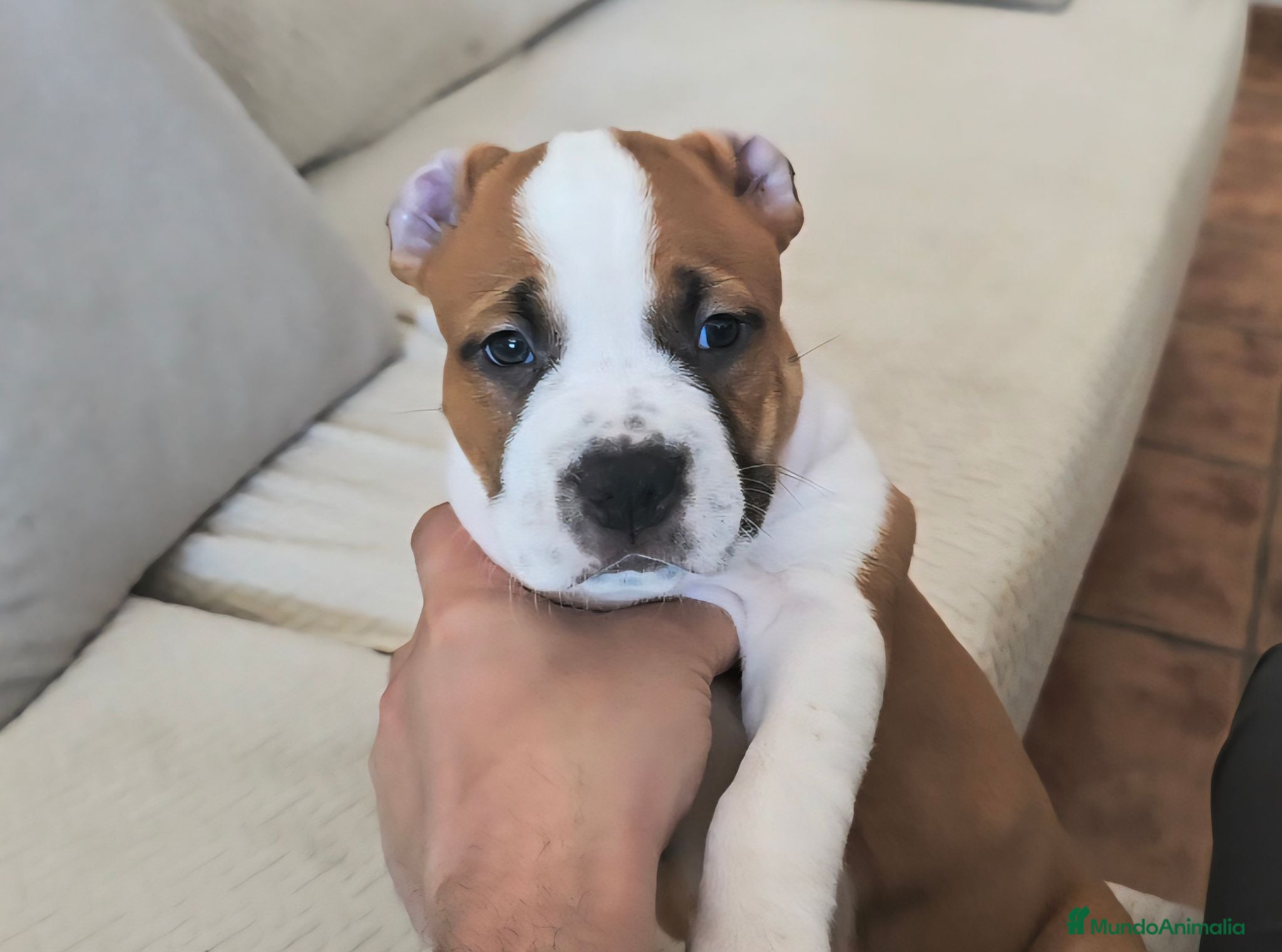American Staffordshire-Terrier perros American staffordshire Terrier  - Anuncio 32