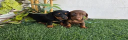 Teckel Miniatura perros en venta: TECKEL KANNINCHEN  - Anuncio 2
