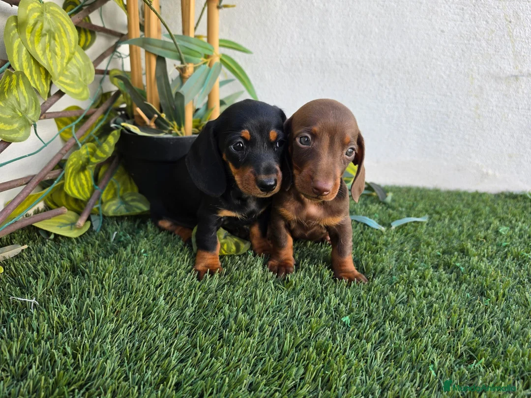 Teckel Miniatura perros en venta: TECKEL KANNINCHEN  - Anuncio 2