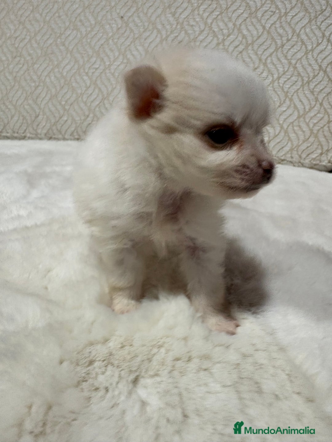 Pomerania perros en venta: Lulu Pomerania Toy hembra naranja blanca  - Anuncio 24