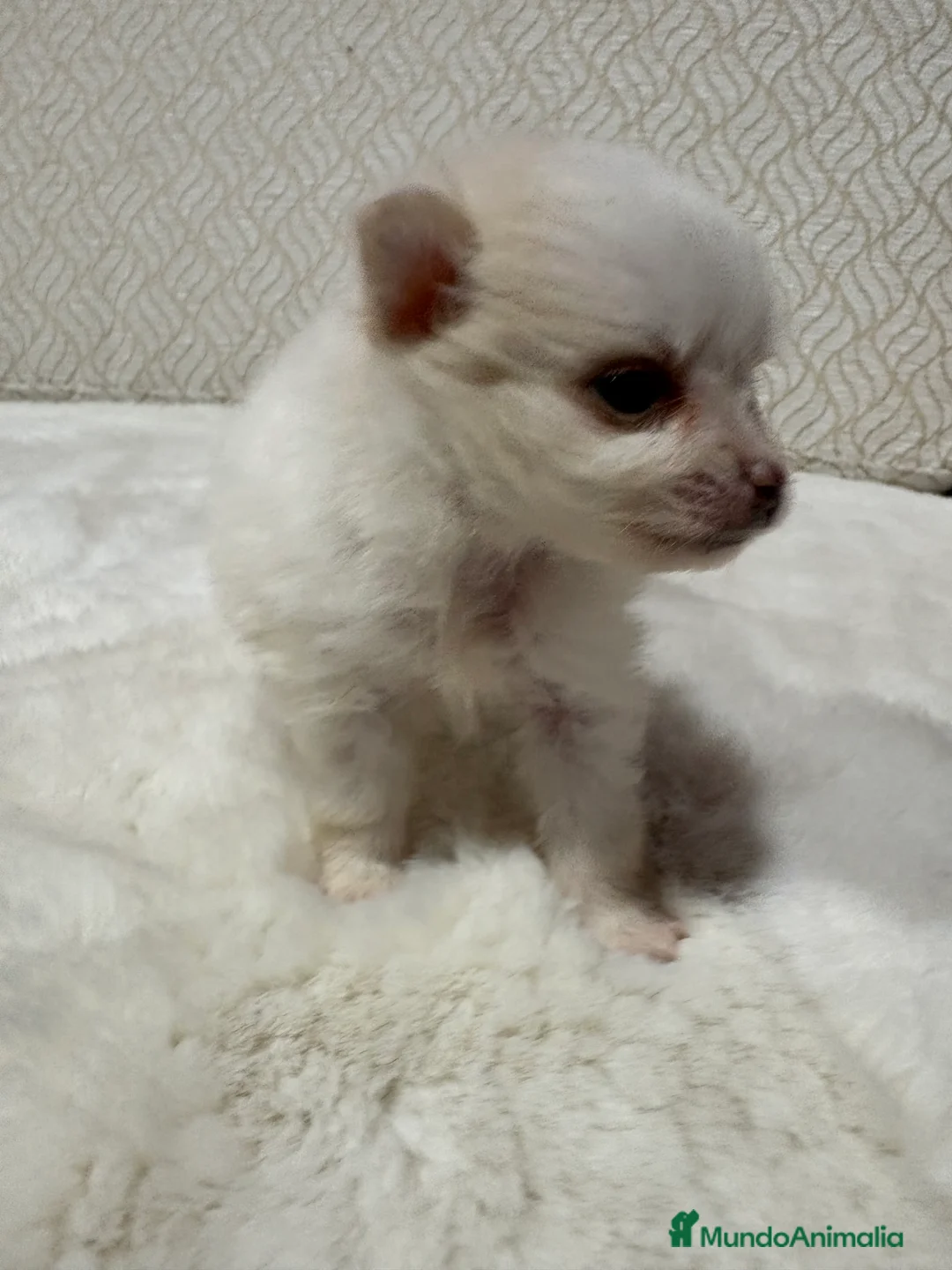 Pomerania perros en venta: Lulu Pomerania Toy hembra naranja blanca  - Anuncio 24