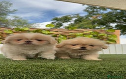 Pekinés perros en venta: PEKINES IMPERIAL HEMBRA - Imagen 9