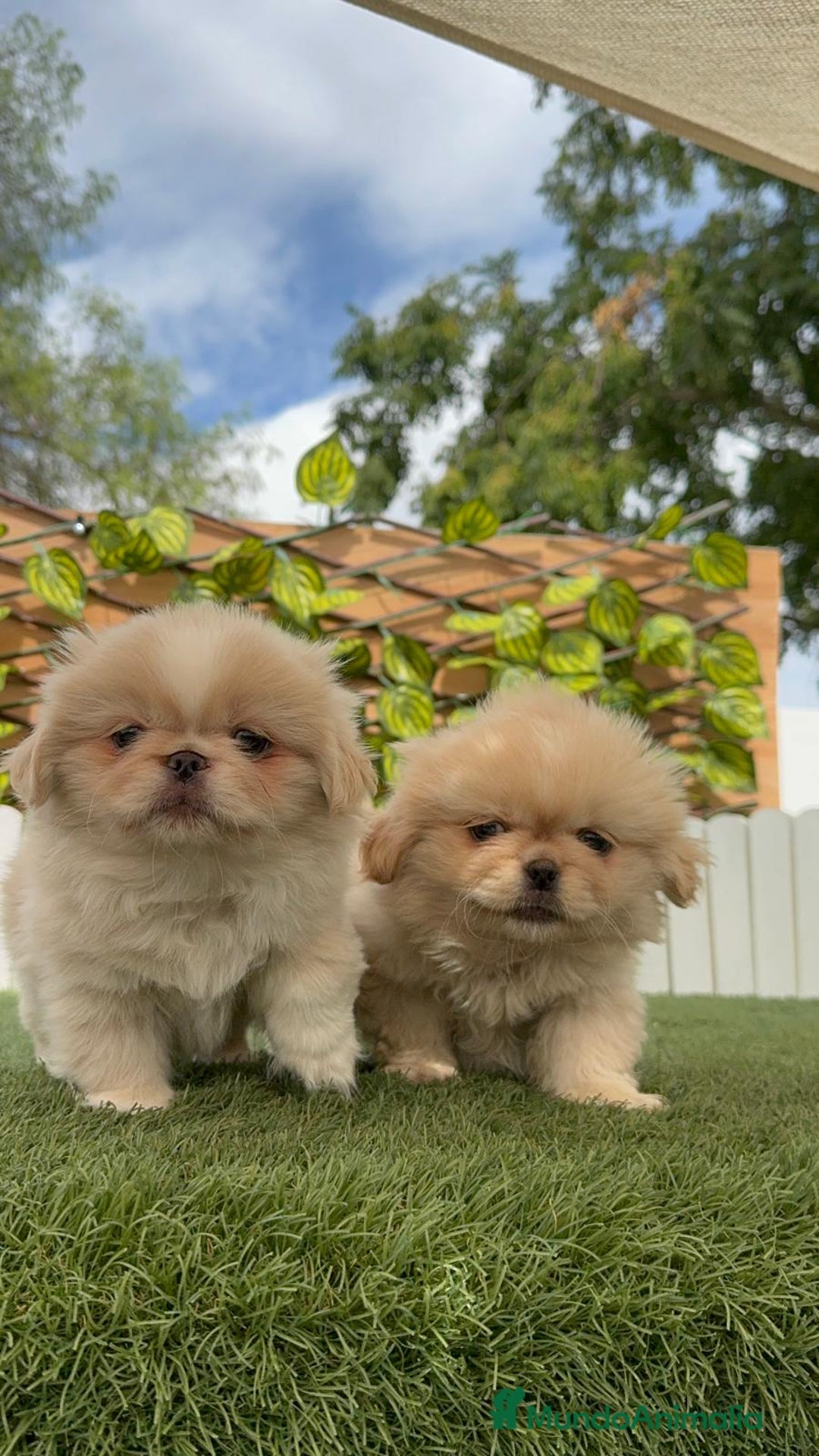 Pekinés perros en venta: PEKINES IMPERIAL HEMBRA - Imagen 9