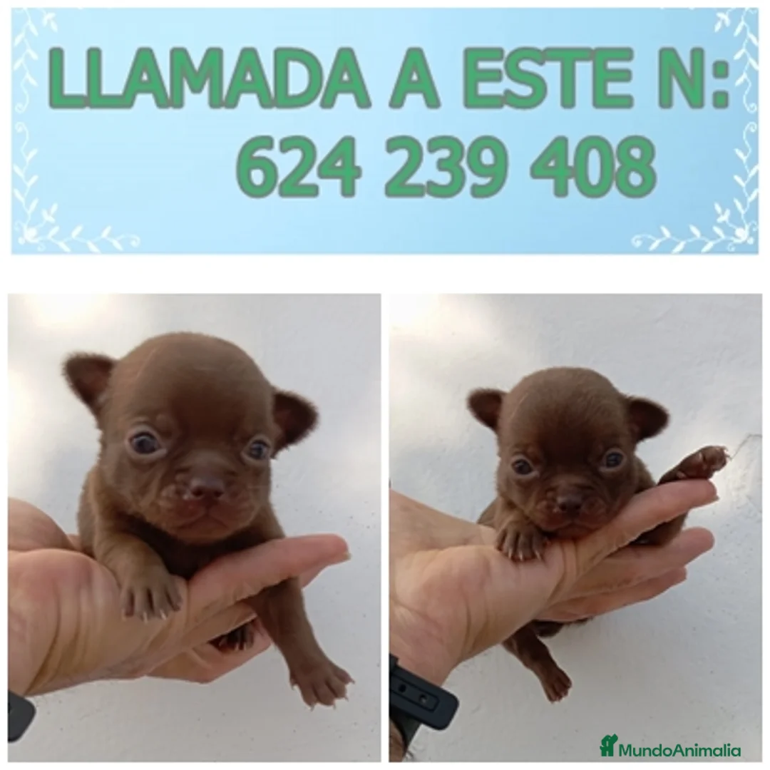 Chihuahua perros en venta: chihuahua linea rusa muy chato y toy  - Anuncio 5