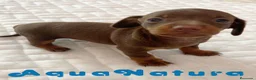 Teckel perros en venta: Teckel Hembra 6259 - AQUANATURA en Barcelona - Anuncio 8
