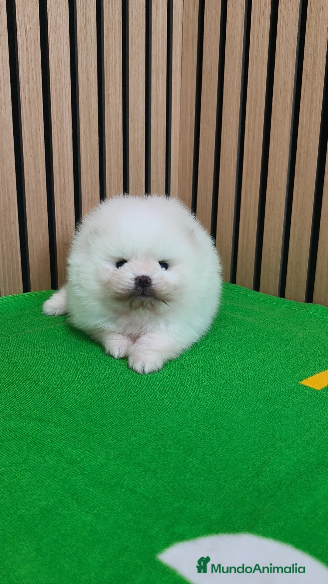 Pomerania perros en venta: Disponible macho y hembra  - Anuncio 4