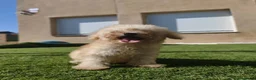 Caniche Toy perros en venta: Ultimo machito de la camada en Ávila - Anuncio 4