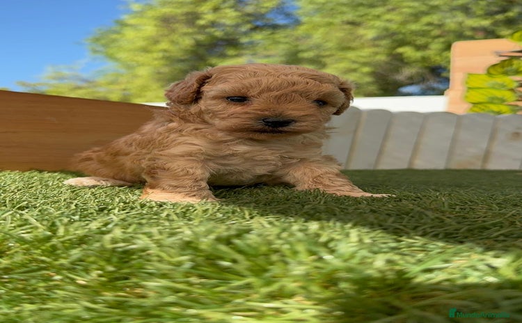 Caniche Toy perros - Anuncio 1