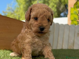 Caniche Toy perros - Anuncio 3