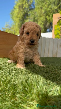 Caniche Toy perros - Anuncio 3