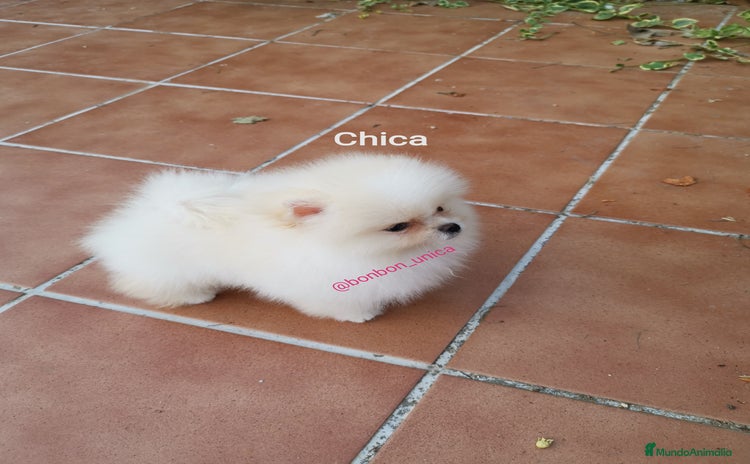 Pomerania perros - Propaganda 2