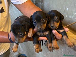 Pinscher Miniatura perros Pincher mini - Anuncio 2