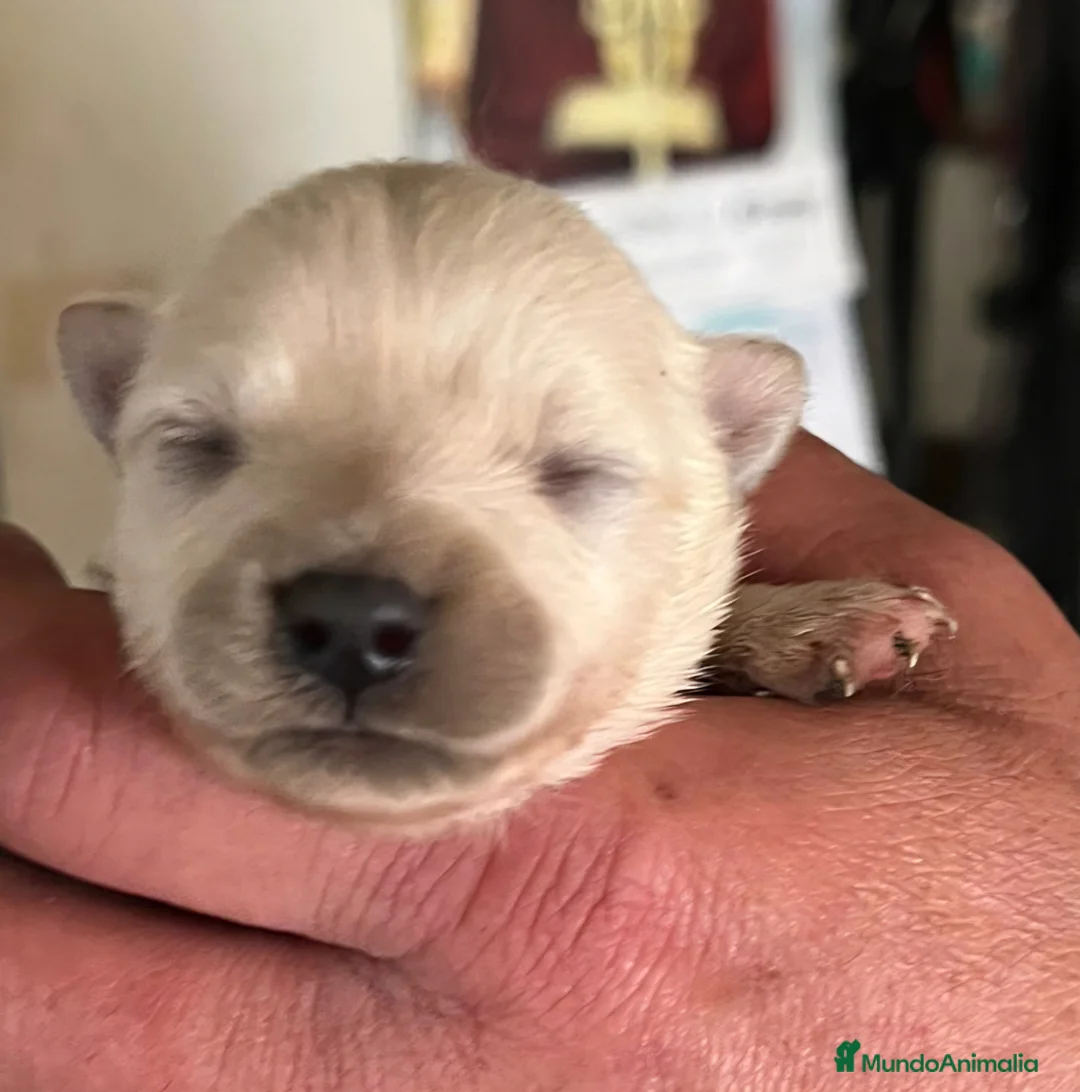 Pomerania perros en venta: Pomeranian  - Anuncio 1