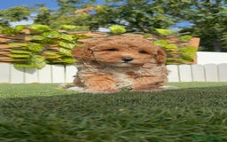 Caniche Toy perros en venta: CANICHE TOY MACHO - Imagen 6