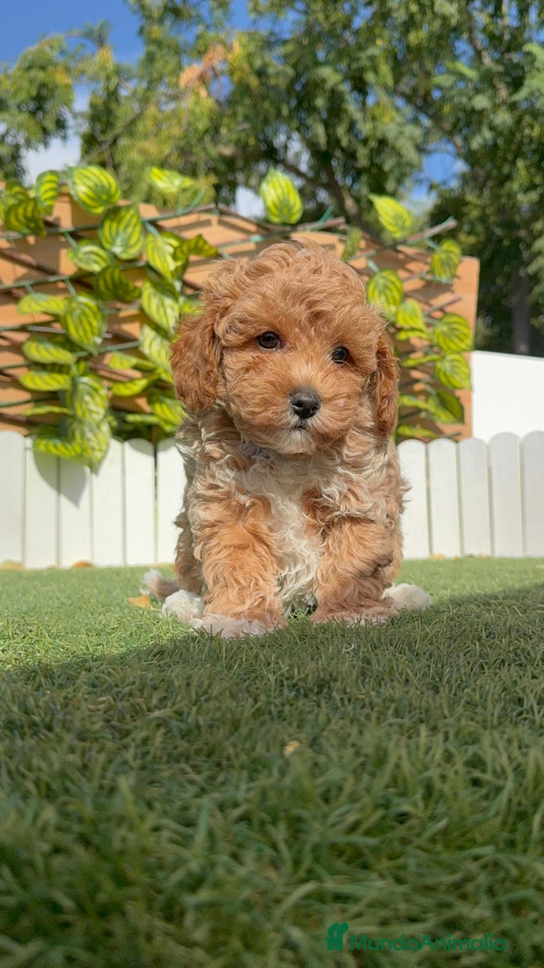 Caniche Toy perros en venta: CANICHE TOY MACHO - Imagen 6