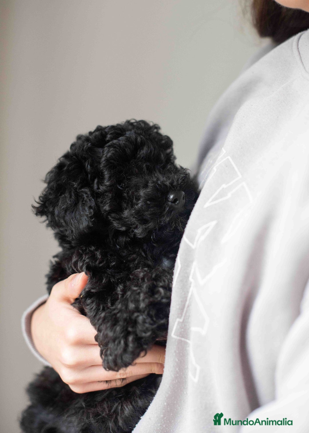 Caniche Toy perros en venta: Caniche toy negro - Anuncio 6