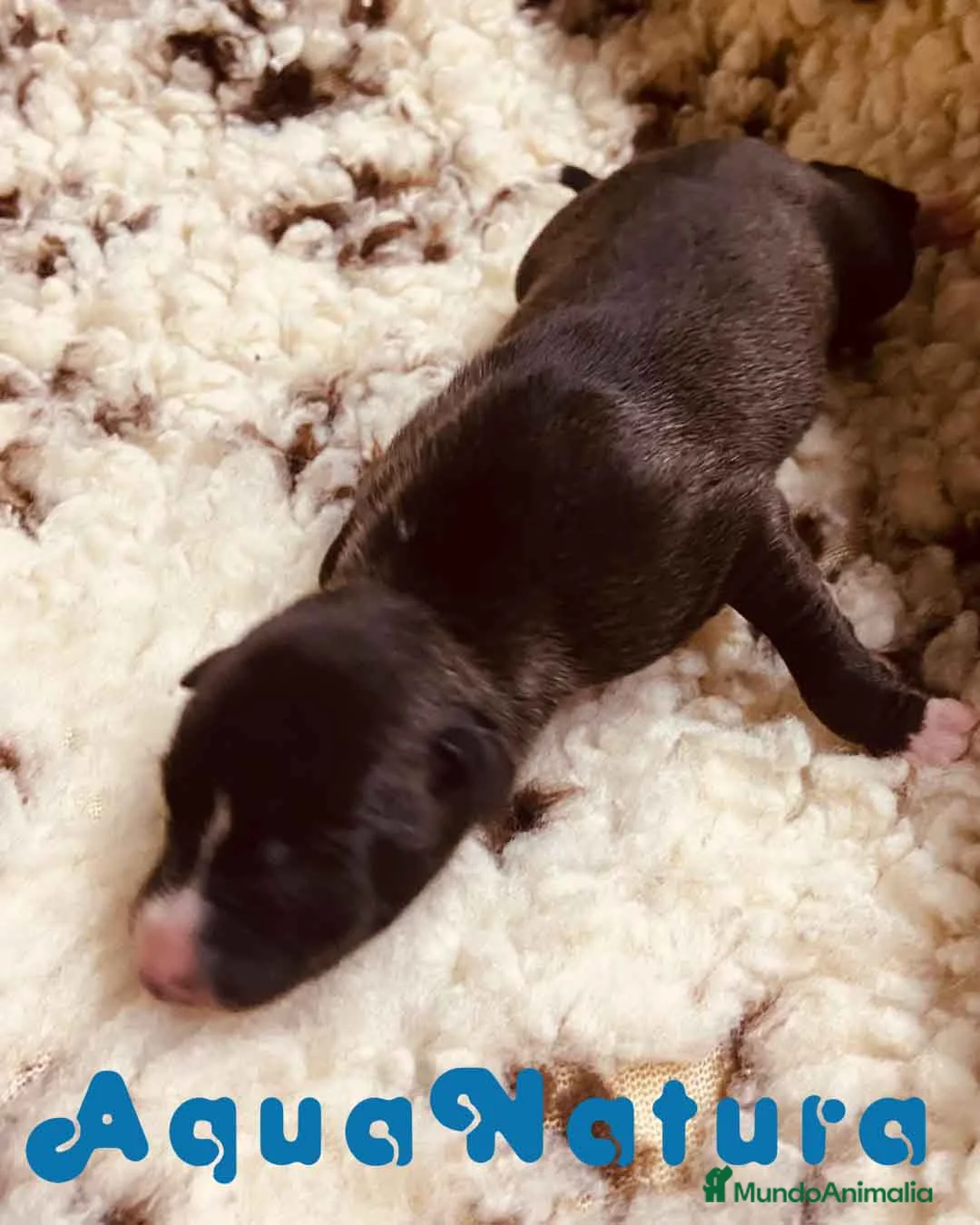 Pequeño Lebrel Italiano perros en venta:  Camada Lebrel Italiano de BN y Omega - AQUANATURA en Barcelona - Anuncio 8