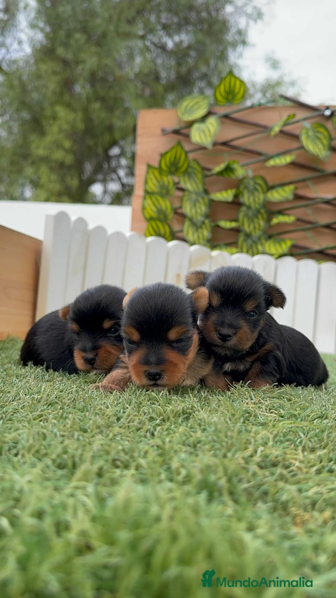 Yorkshire Terrier perros en venta: YORKSHIRE TERRIER MACHOS - Imagen 14
