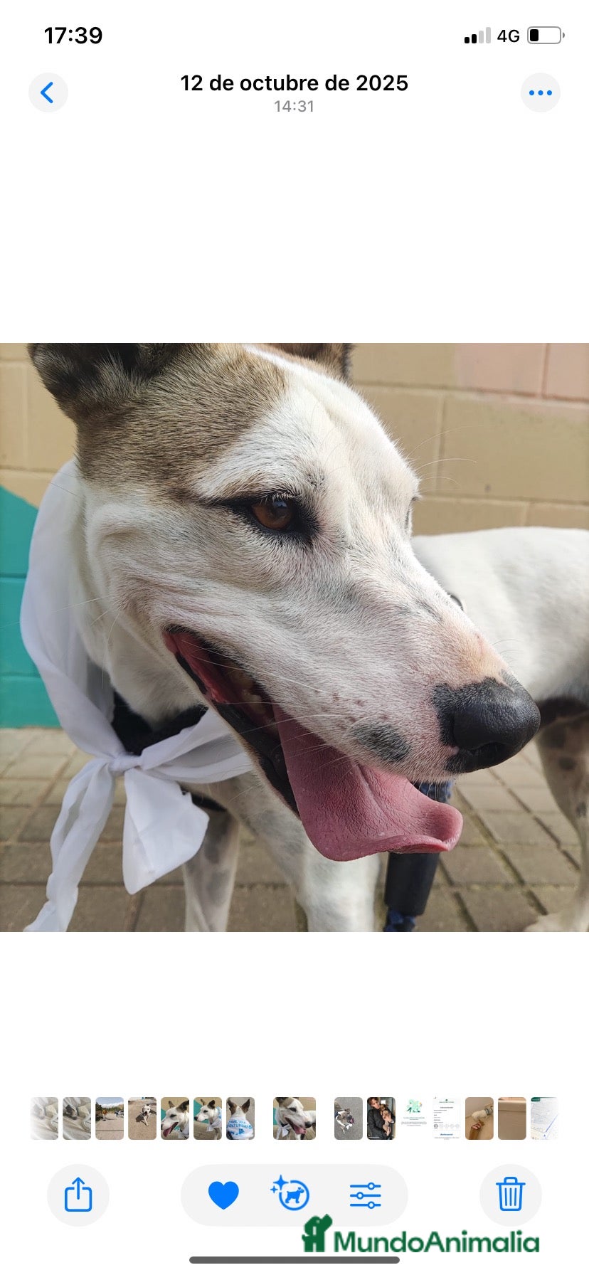 Raza Mixta perros JOHAN ❤️✨ en adopción  - Anuncio 3