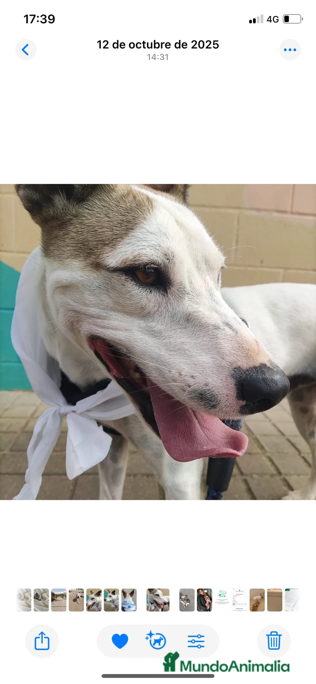 Raza Mixta perros en adopcion: JOHAN ❤️✨ en adopción  - Anuncio 8