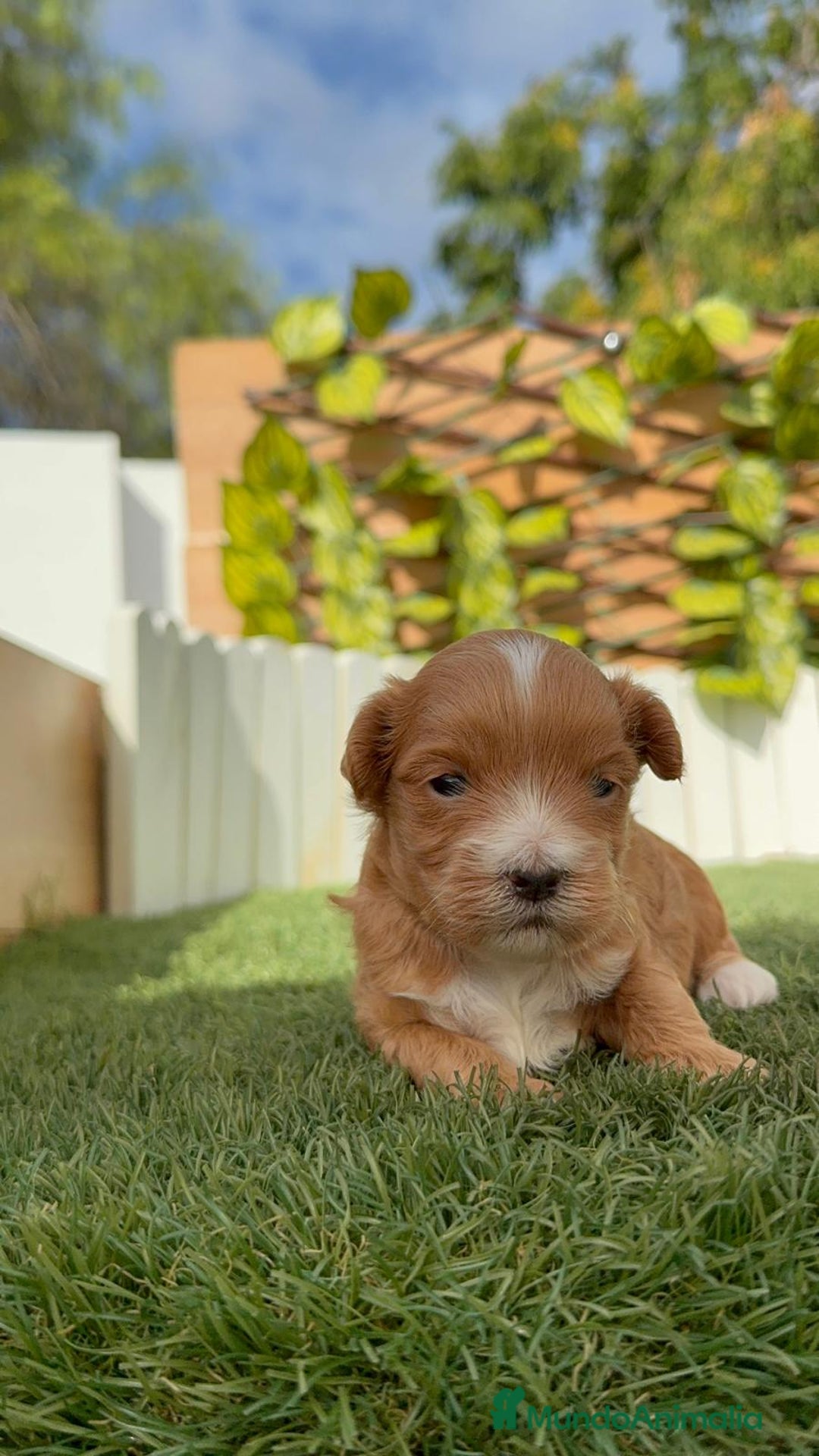 Maltipoo perros en venta: MALTIPOO - Imagen 19