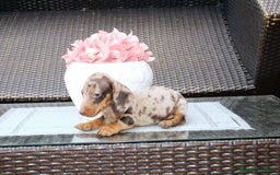 Teckel Miniatura perros en venta: Teckel de todos los colores  - Imagen 1