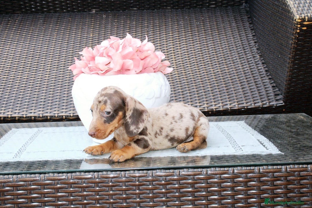 Teckel Miniatura perros en venta: Teckel de todos los colores  - Imagen 1