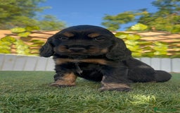 Cocker Spaniel Inglés perros en venta: COCKER SPANIEL INGLES - Imagen 7