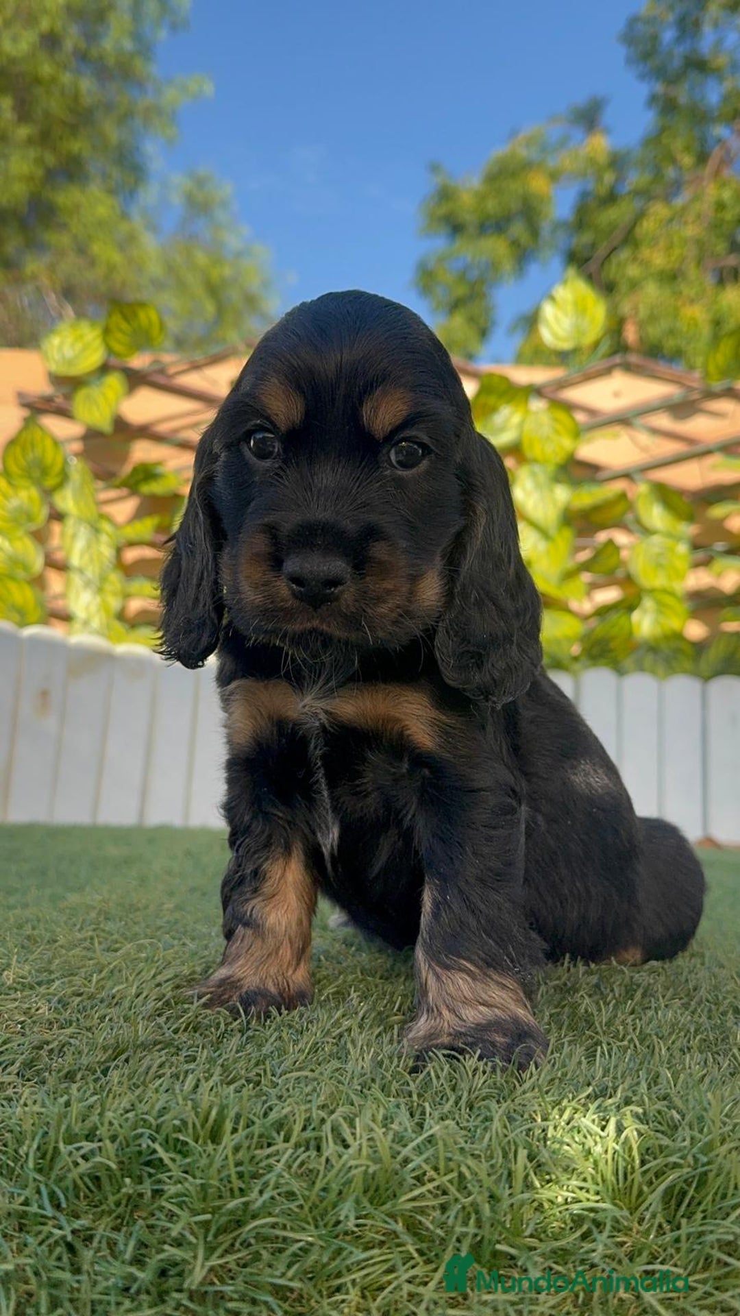 Cocker Spaniel Inglés perros en venta: COCKER SPANIEL INGLES - Imagen 7