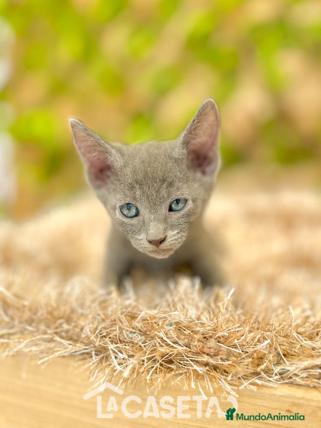 Azul Ruso gatos en venta: Camada de Xaray  - Imagen 5