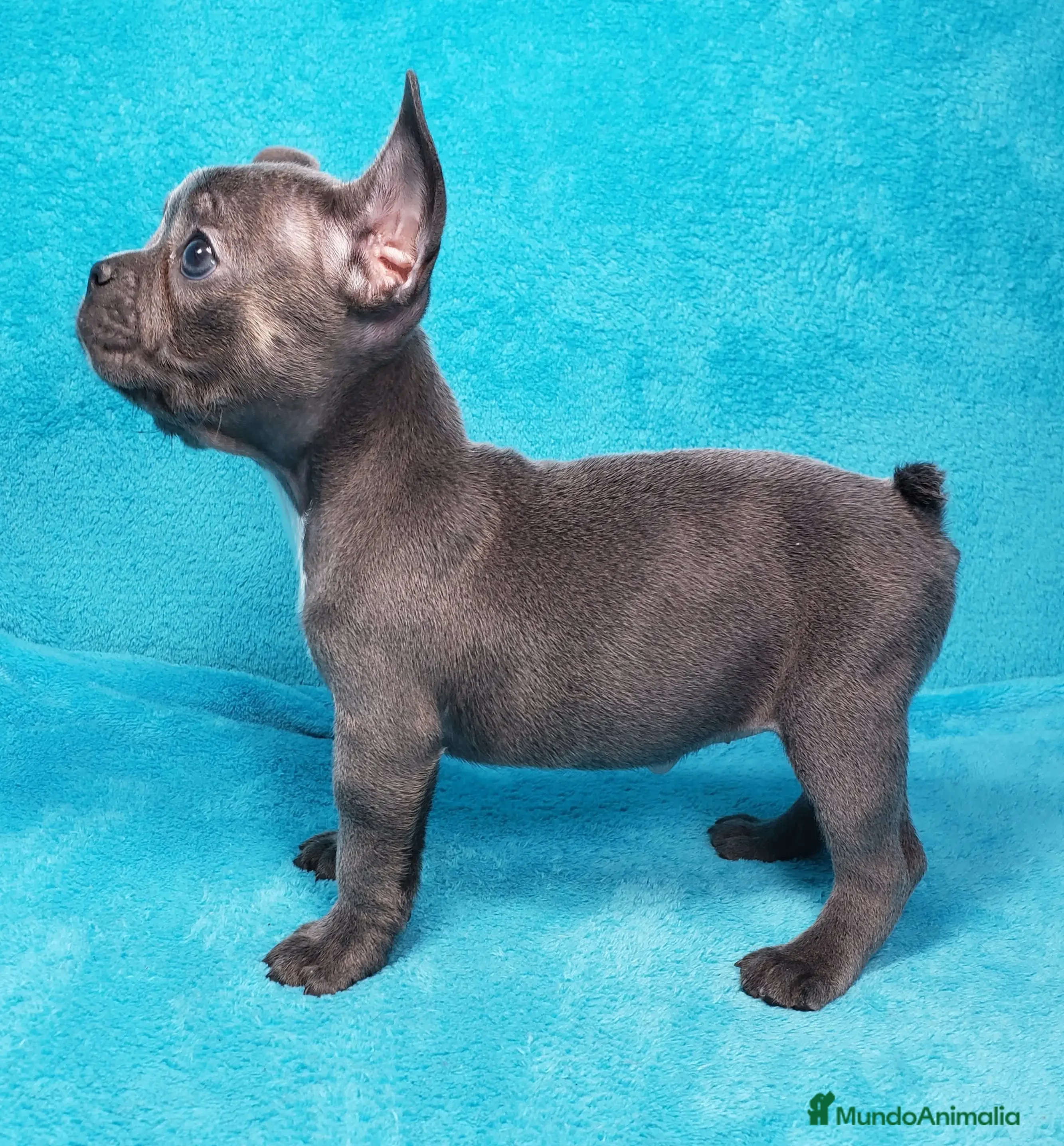 Bulldog Francés perros BULLDOG FRANCÉS - Anuncio 2