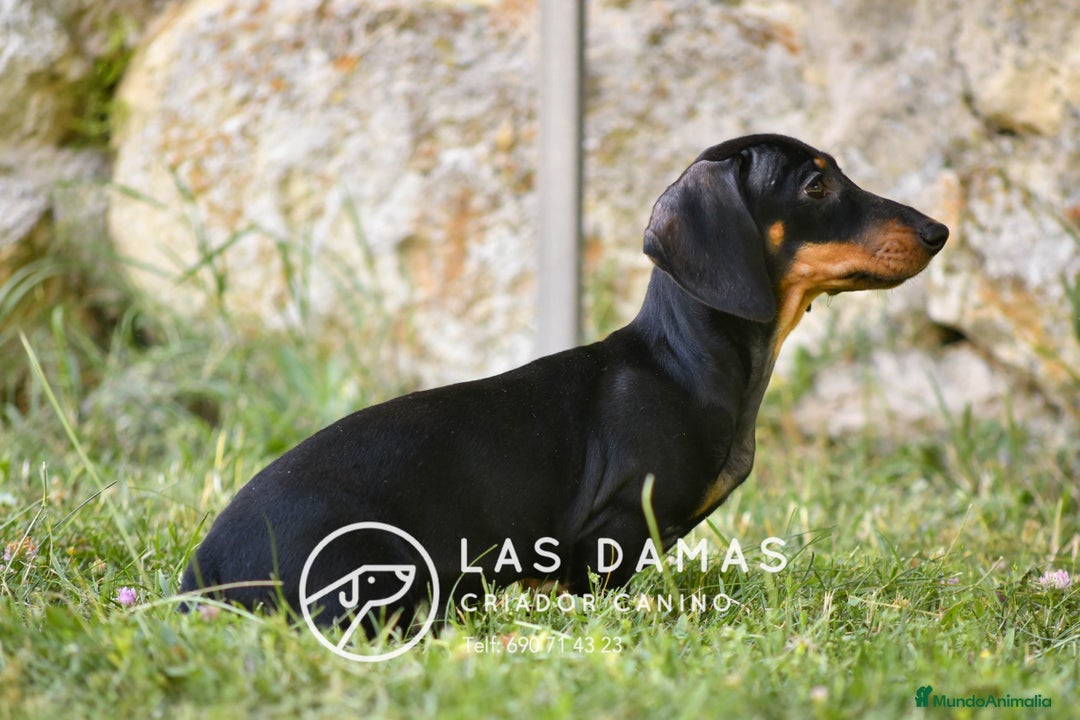 Teckel perros en venta: Teckel 🌭 Pequeños de patas, grandes de alma en Burgos - Imagen 5