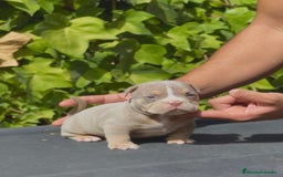 American Bully perros en venta: American bully pocket  - Imagen 15