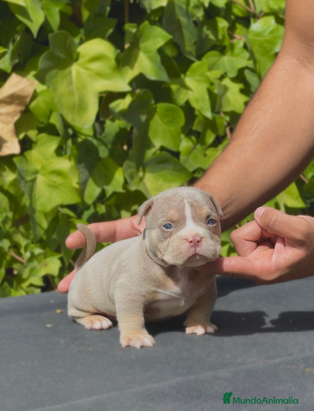 American Bully perros en venta: American bully pocket  - Imagen 15