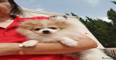 Pomerania perros - Anuncio 13
