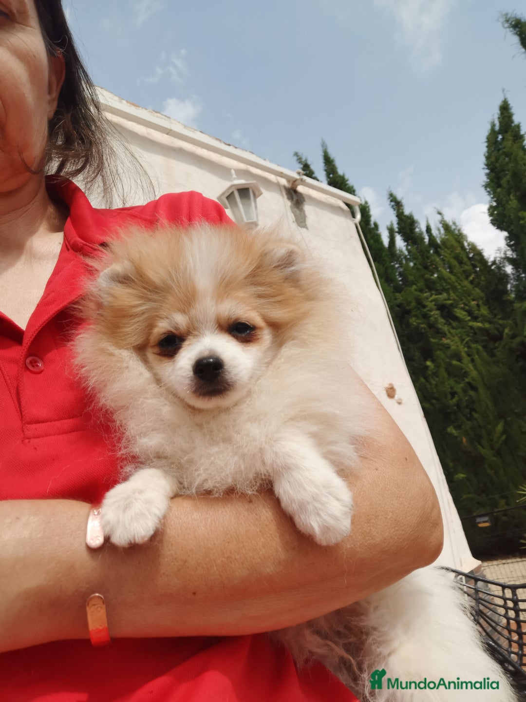 Pomerania perros en venta: Macho y hembra minis en oferta  - Imagen 3