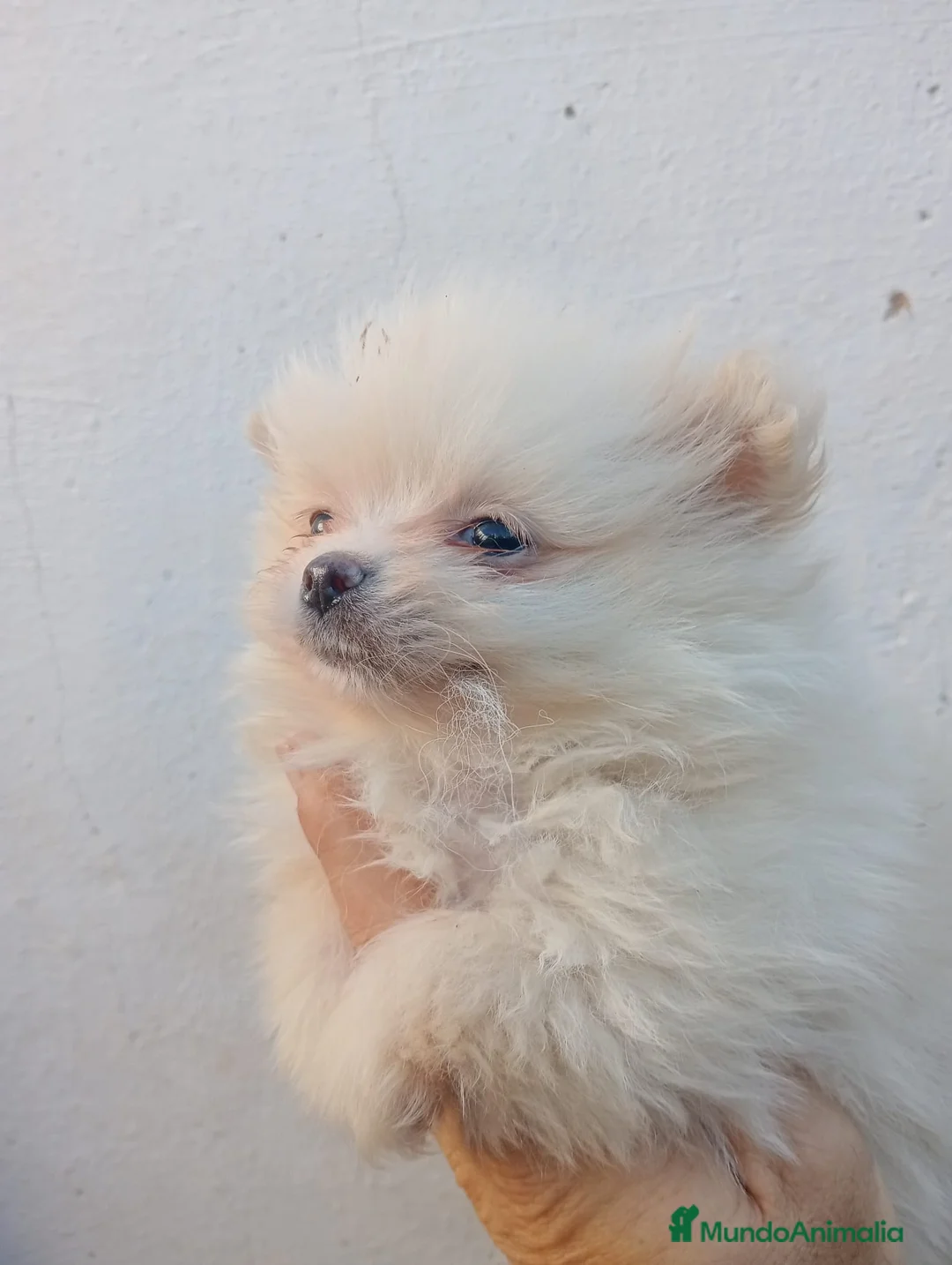 Pomerania perros en venta: Última pomerania hembra.. en Sevilla - Anuncio 12