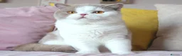 Británico de Pelo Corto gatos en venta: Próximas camadas British Shorthair | Candy Clouds - Anuncio 5