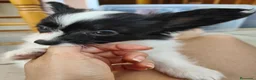 Papillon perros en venta: Hembras de papillon en Alicante - Anuncio 5