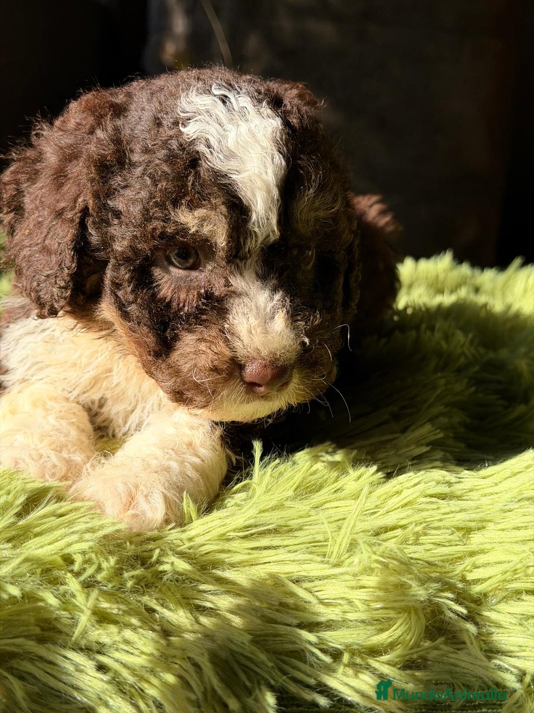 Perro de Agua Español perros en venta: PERRO DE AGUA CHOCOLATE Y BLANCO - Anuncio 3