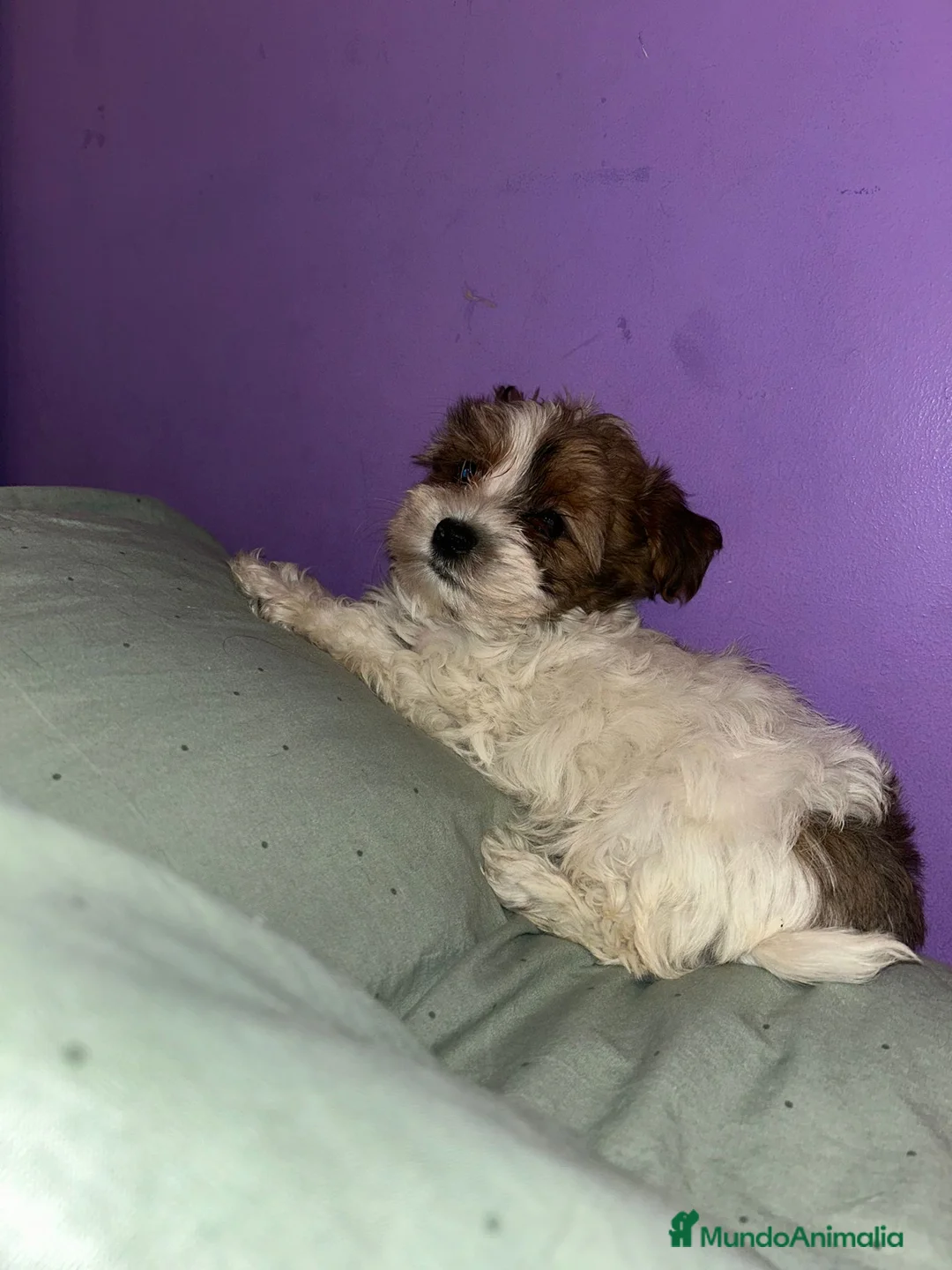 Morkie perros en venta: Morkie toy - Anuncio 3