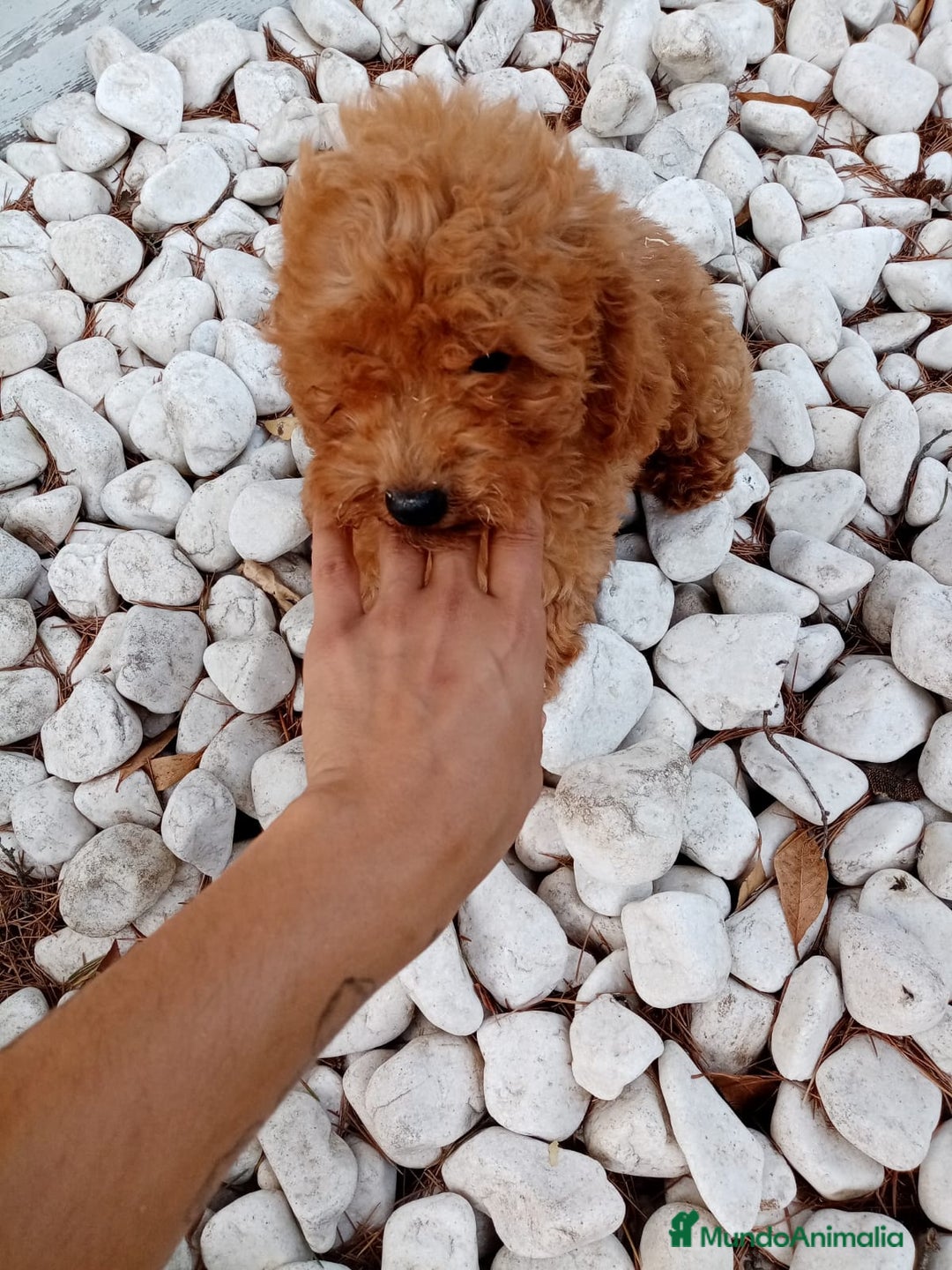 Caniche Enano perros en venta: CANICHE ENANO ROJO - Imagen 2