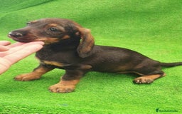 Teckel perros en venta: Cachorros de Teckel - Imagen 2