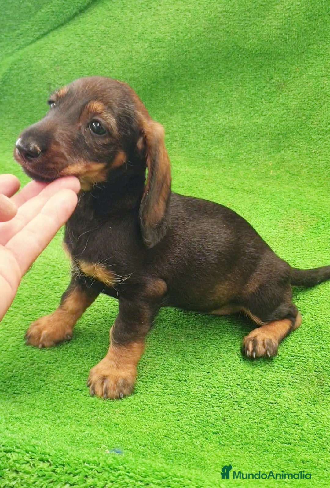 Teckel perros en venta: Cachorros de Teckel - Imagen 2