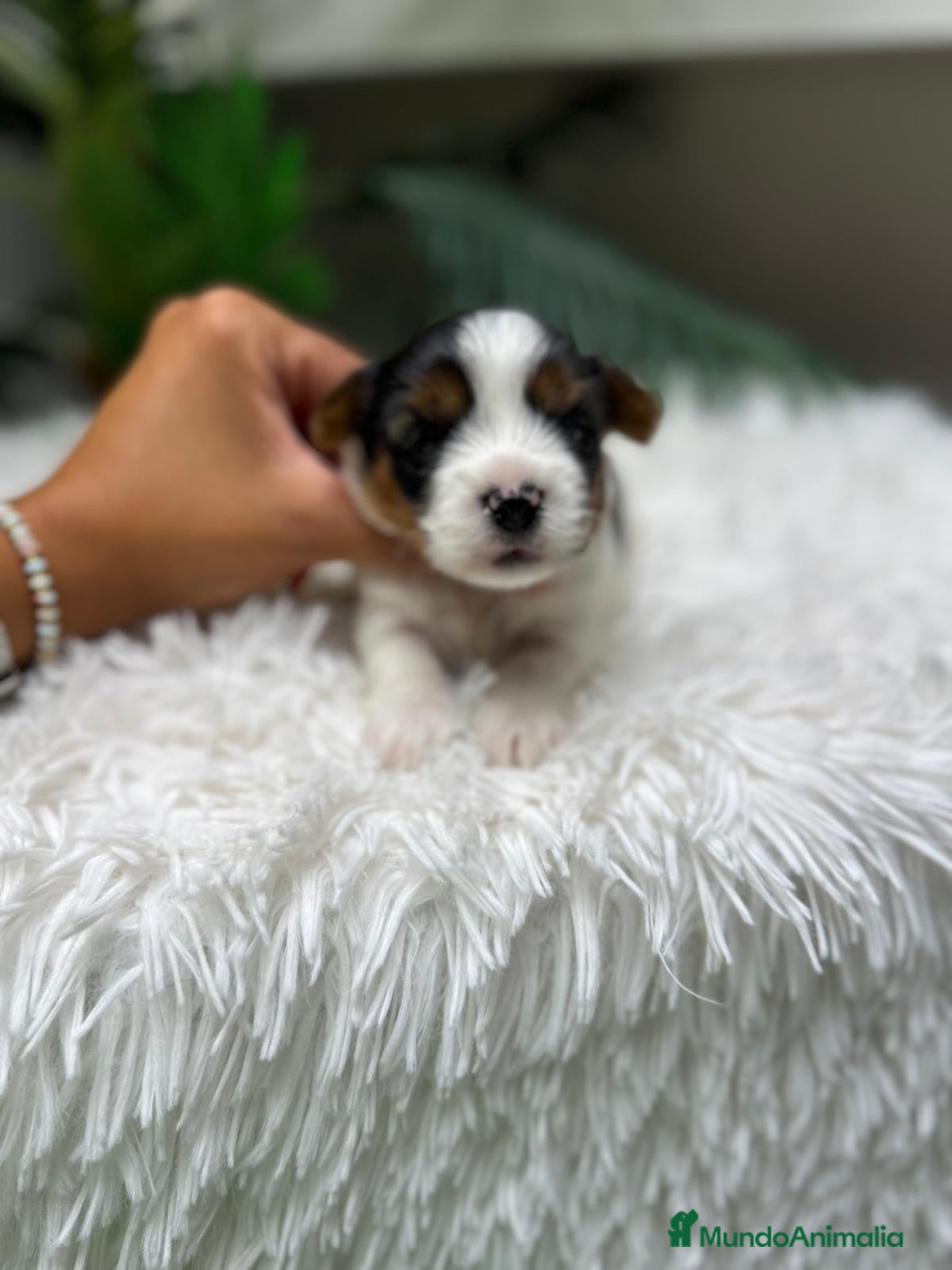 Yorkshire Terrier perros YORKSHIRE BIEWER - Anuncio 1