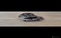 Pomerania perros en venta: Preciosa pomerania merle  - Imagen 6