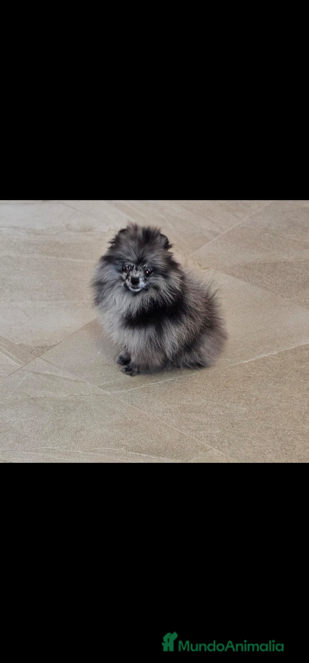 Pomerania perros en venta: Preciosa pomerania merle  - Imagen 6